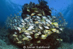 Fish temple:-p by Javier Sandoval 